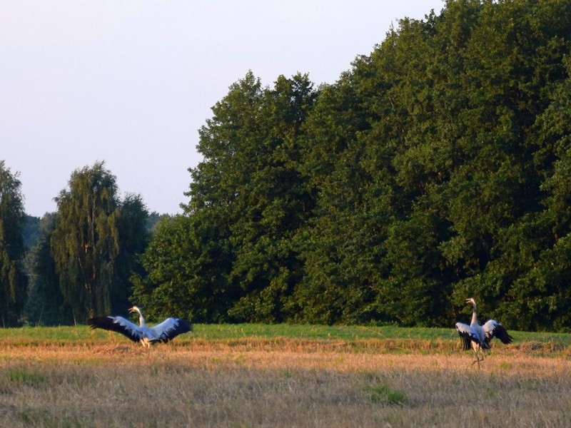 Pobiedziska - zdjęcie numer 8.